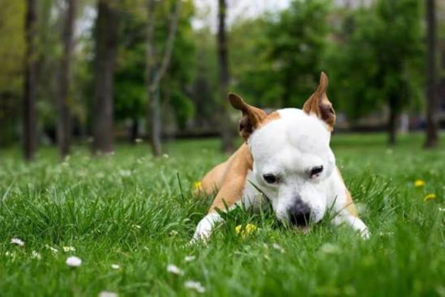 Why Is My Dog Eating Grass