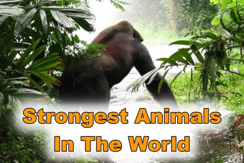 What Is the Strongest Animal in the World? Surprising Truth 2026