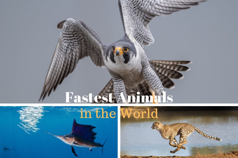 What Is The Fastest Animal On Earth? Top Speeds Ranked 2026