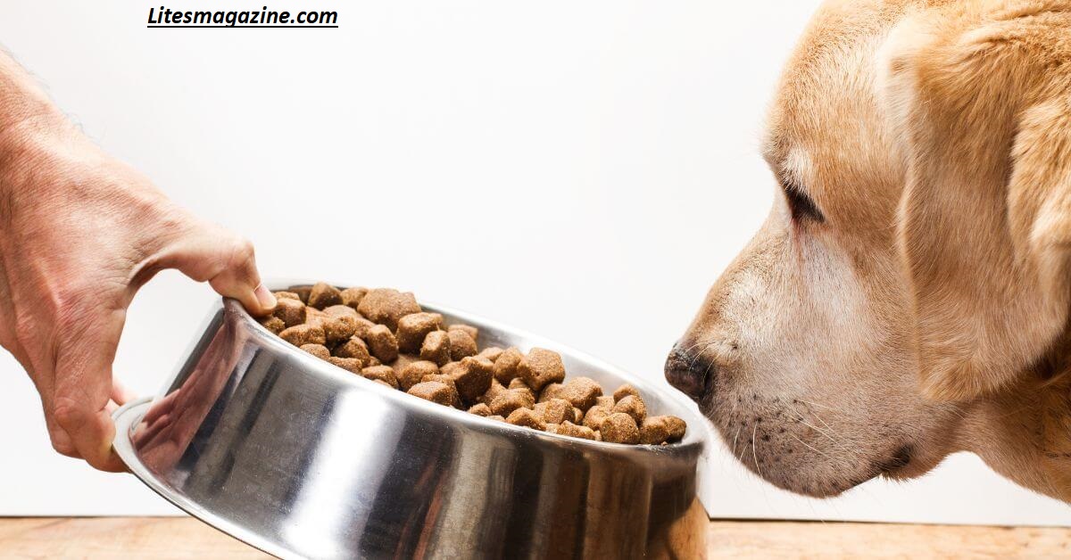 Why Is My Dog Not Eating His Food but Eats Treats? 7 Real Reasons, Causes & Fixes
