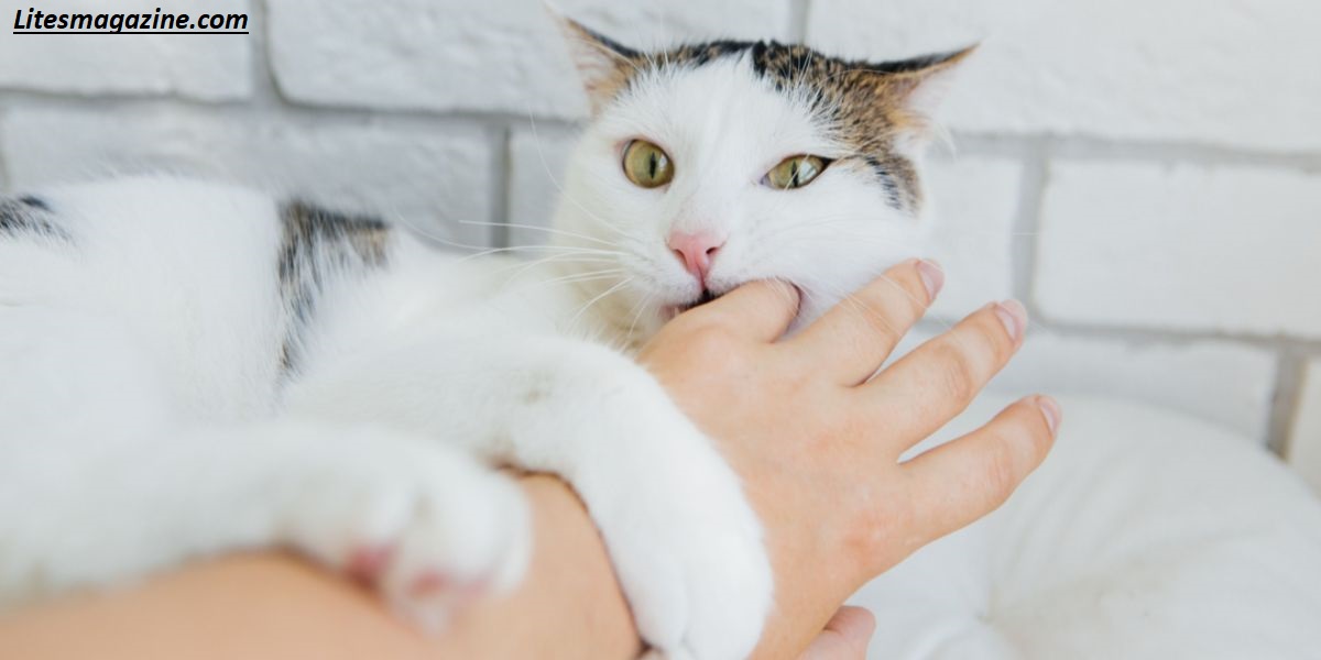 Why Does My Cat Bite Me When I Pet Her? 7 Hidden Causes You Must Know