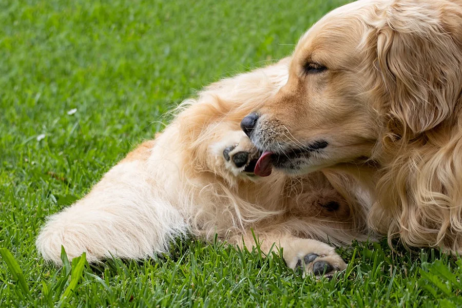 Why Do Dogs Lick Their Paws