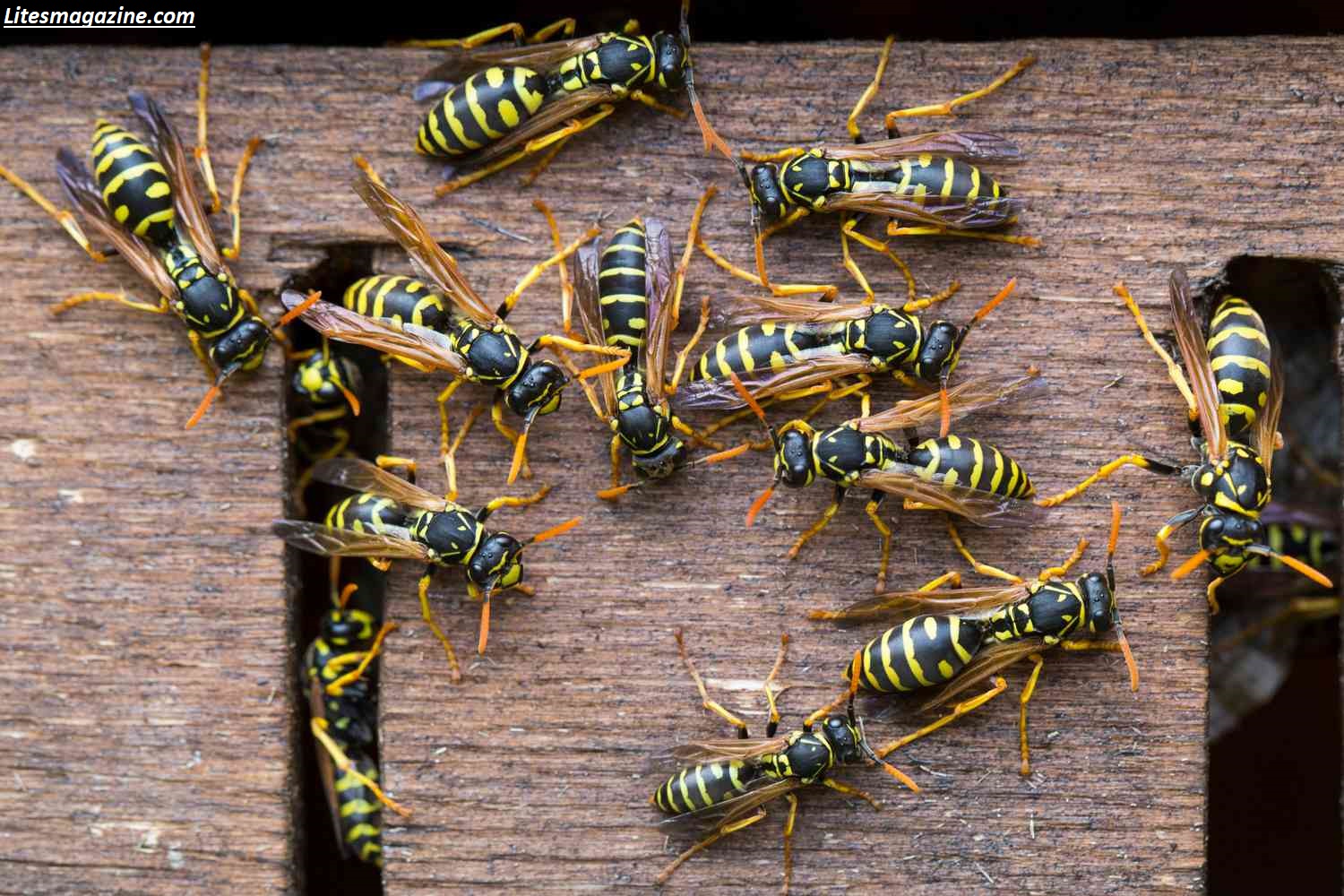 Why Are Wasps So Aggressive? The Shocking Truth Revealed