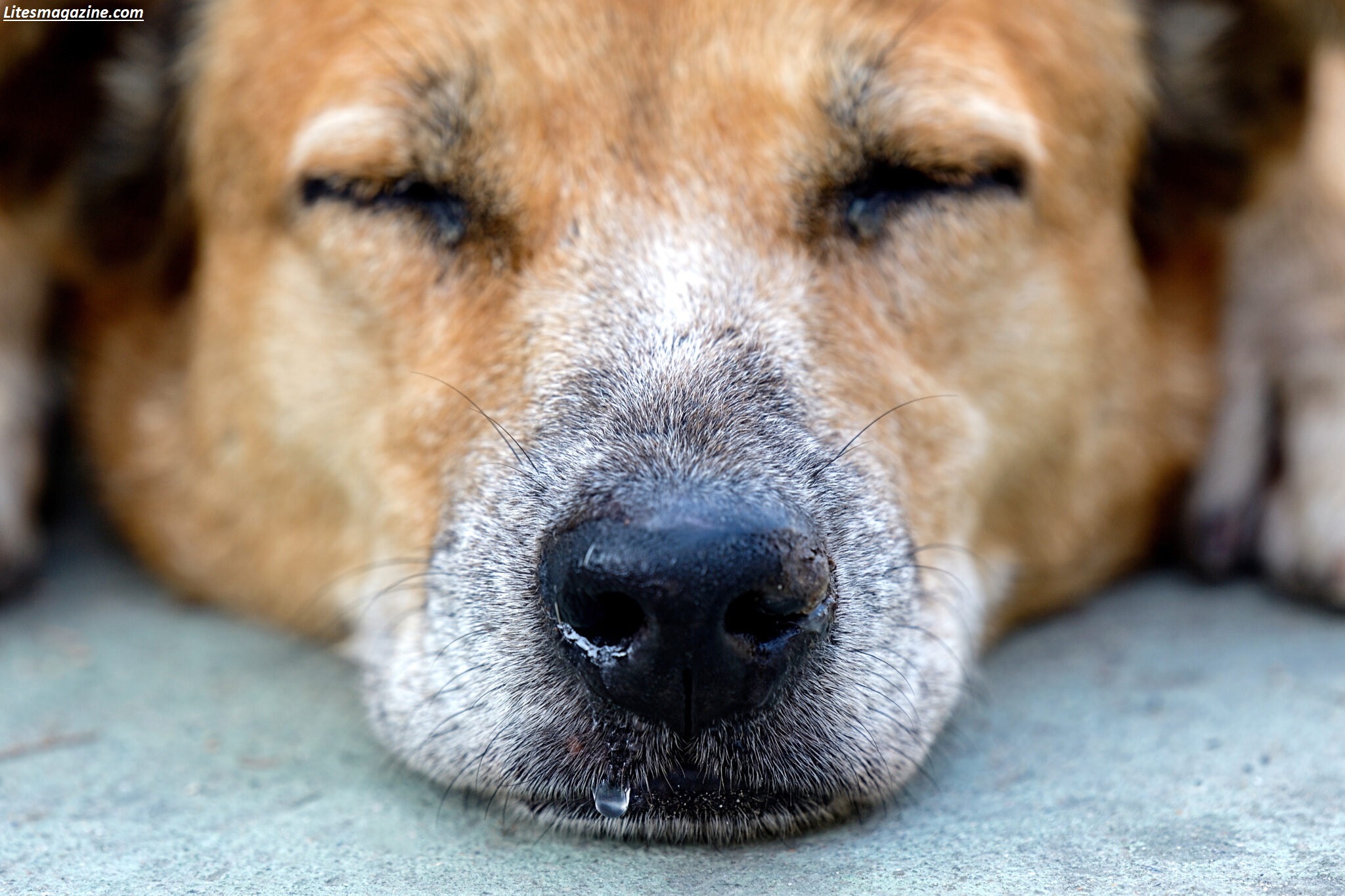 Why Is My Dog Nose Running? 7 Causes Every Owner Should Know