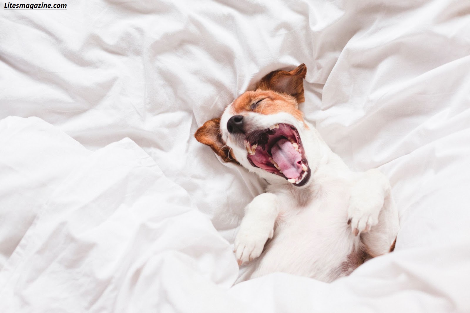 Why Do Dogs Snore? 7 Surprising Reasons Every Owner Should Know