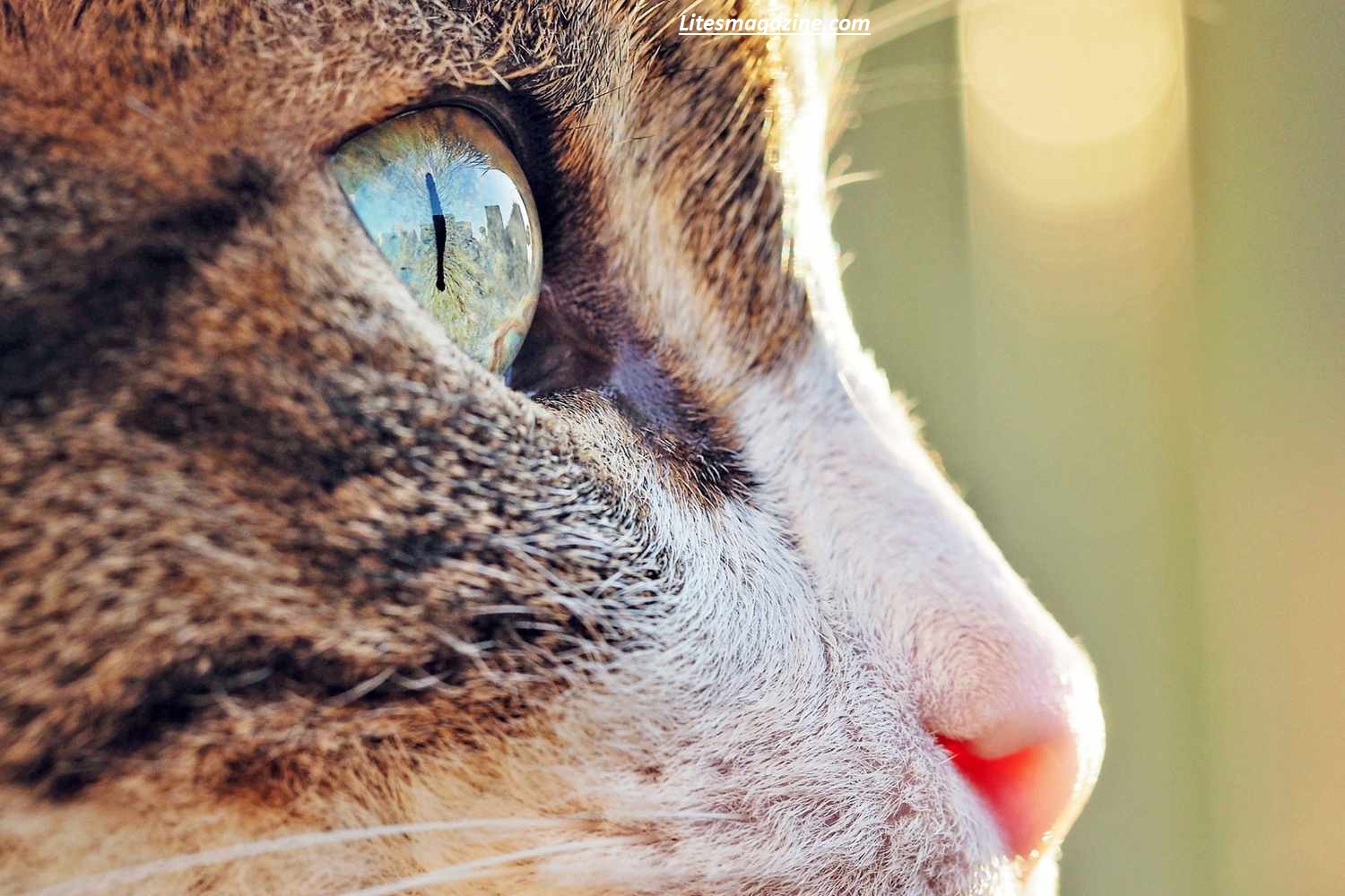 Why Do Cats Eyes Dilate? 7 Surprising Reasons You Didn’t Know