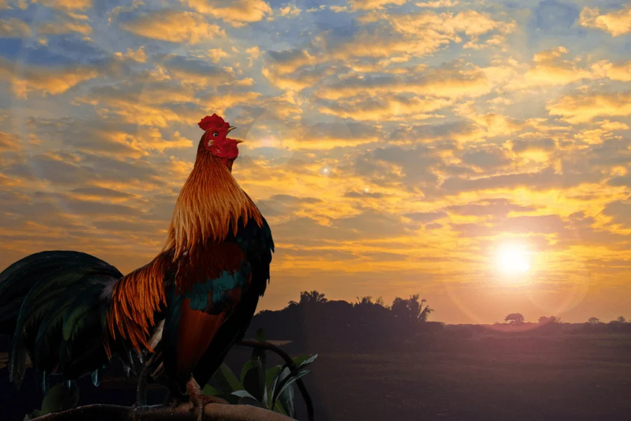 Why Do Roosters Crow