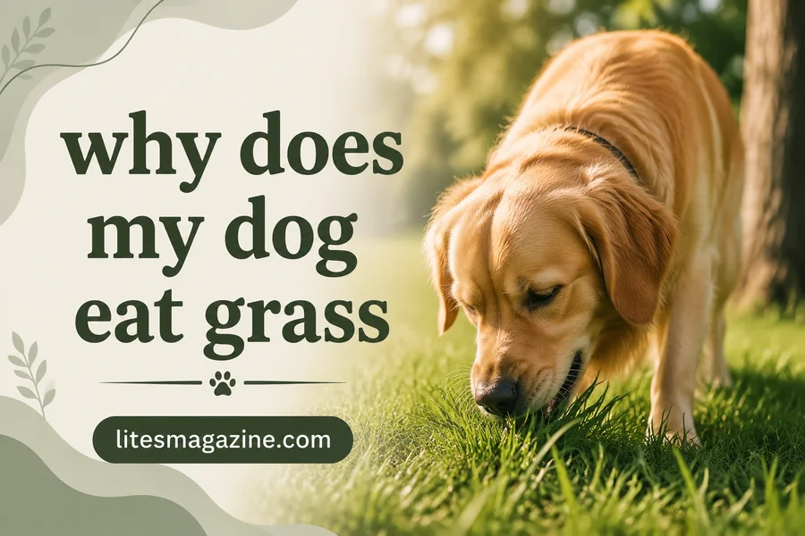 Why Does My Dog Eat Grass? The Truth Behind This Weird Habit (And When to Worry)