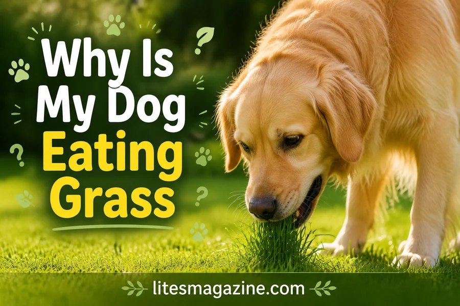 Why Is My Dog Eating Grass? Vets Weigh In On What’s Really Going On