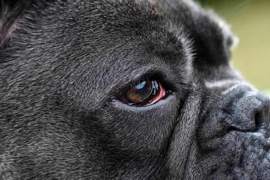Why Are My Dogs Eyes Red? Causes, Fixes, And When To Actually Worry